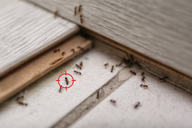 Best Wildlife Control Services  in Brushy Creek, TX