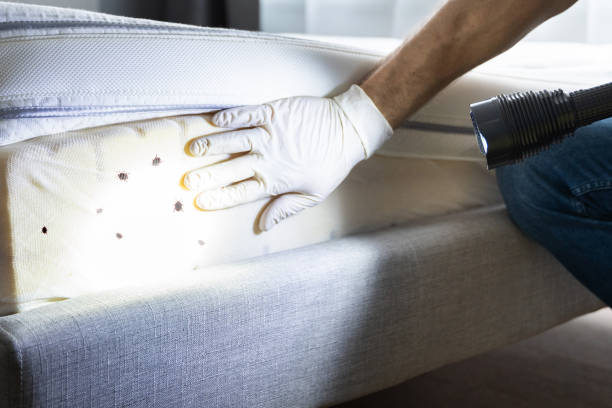 Best Best Pest Control Near Me  in Brushy Creek, TX
